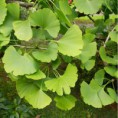 Ginkgo biloba - ginko dvojlaločné